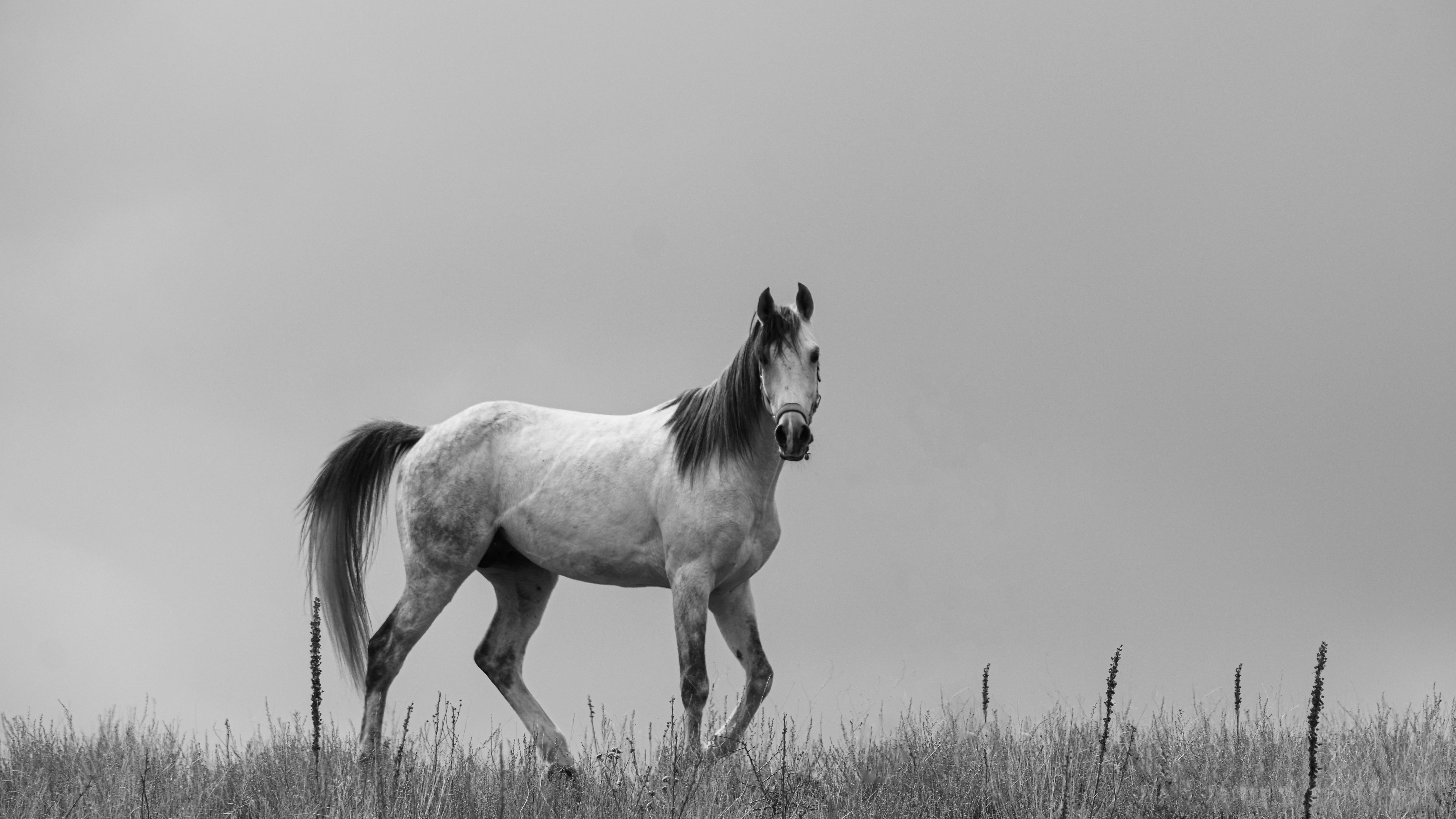 Elegant white horse in a field